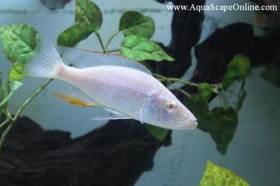 Albino Malawi Eye-Biter 4.5" (Dimidiochromis Compressiceps)